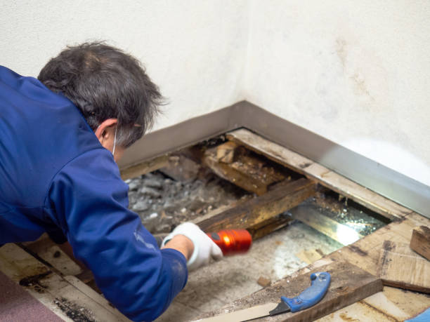 Best HVAC Mold Remediation in Ridgecrest, CA
