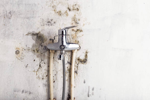  Ridgecrest, CA Mold Removal Pros