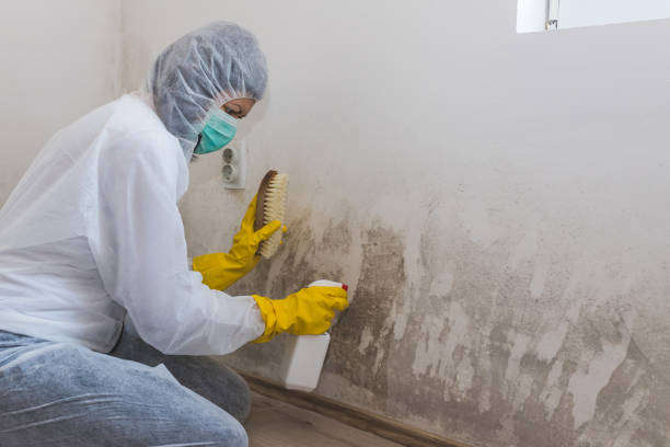 Best Mold Remediation for Specific Building Types in Ridgecrest, CA
