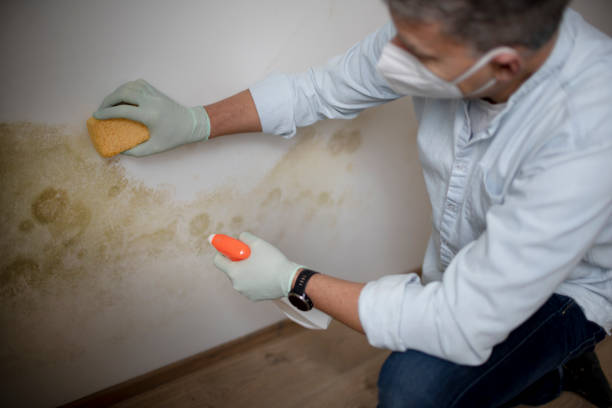 Best Insurance-Related Mold Remediation in Ridgecrest, CA