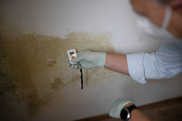 Best HVAC Mold Remediation in Ridgecrest, CA