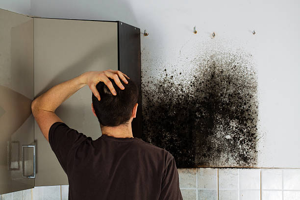 Best Preventive Mold Services in Ridgecrest, CA