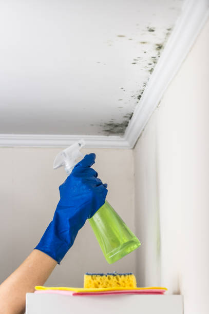 Best Post-Remediation Services in Ridgecrest, CA