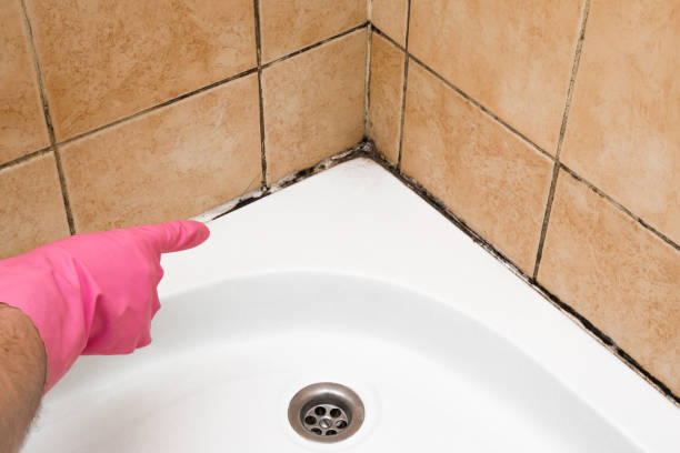 Best Kitchen Mold Remediation in Ridgecrest, CA